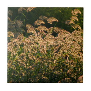 Azulejo Mijo Silvestre (Panicum Sp.) Creciendo En Humedal