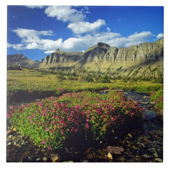 Azulejo Mimulus de Logan Pass en Glacier National (Frente)
