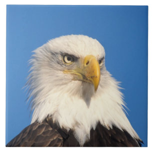 Azulejo Mirada del águila calva