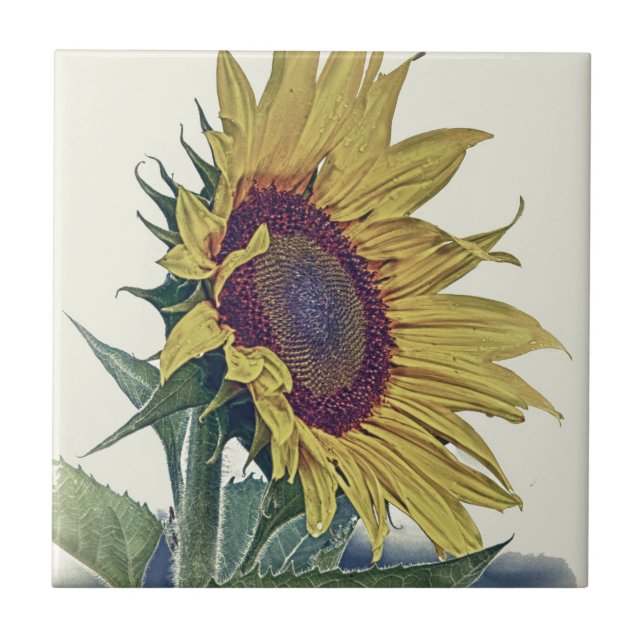 Azulejo Mirada lamentable original de la escuela vieja del (Frente)