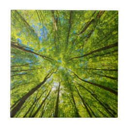 Azulejo Mirando a través de hojas de árboles verdes