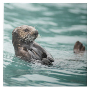 Azulejo Mirando el Otter marino