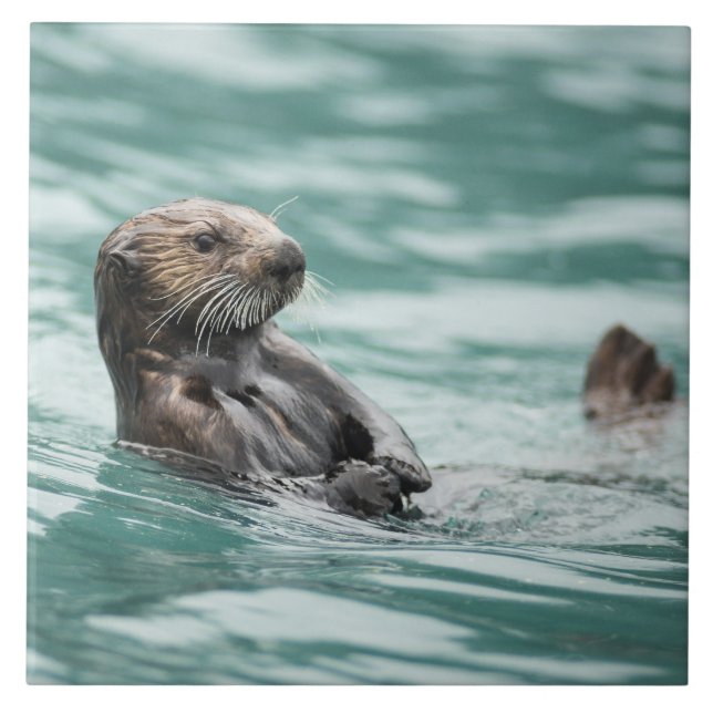Azulejo Mirando el Otter marino (Frente)