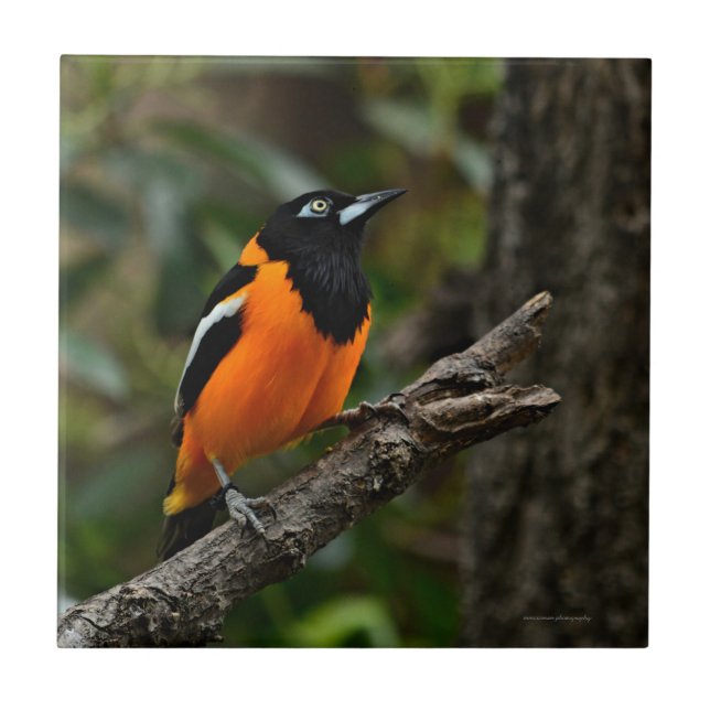 Azulejo Mirar al cielo (Frente)