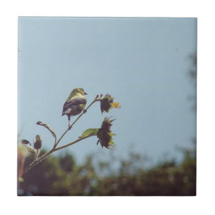 Azulejo Mis pequeños visitantes. Pájaro, naturaleza.