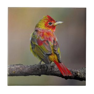 Azulejo Moldura de Tanager de escarlata - Fotografía origi