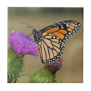 Azulejo Monarca en cardo de pradera Prairie Ridge
