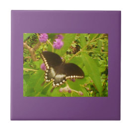 Azulejo Monarca negra violeta morada