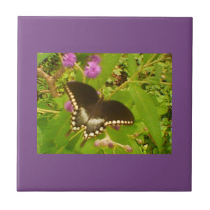 Azulejo Monarca negra violeta morada