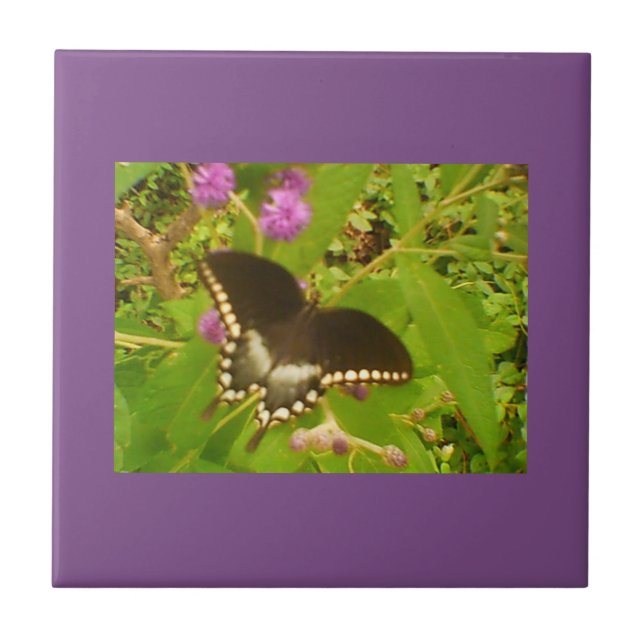 Azulejo Monarca negra violeta morada (Frente)