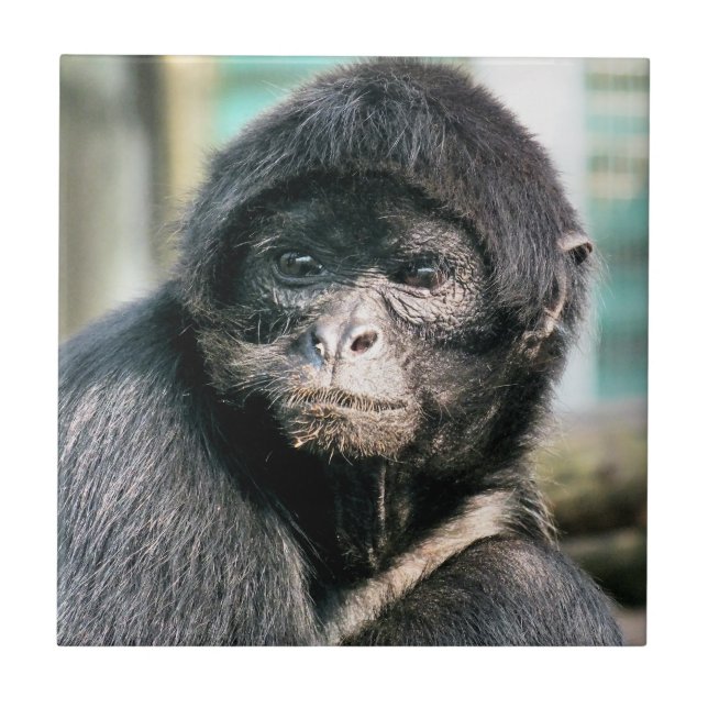 AZULEJO MONKEYS (Frente)