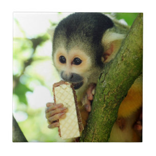 Azulejo Mono ardilla comiendo una galleta de oblea
