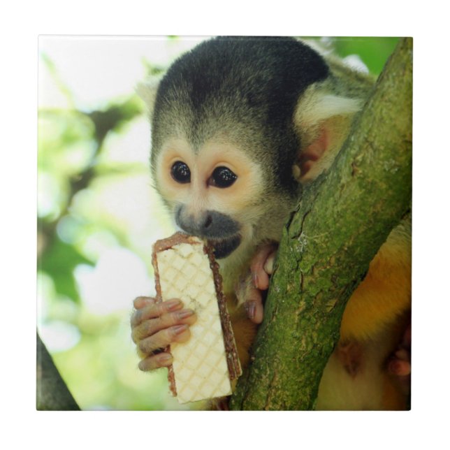 Azulejo Mono ardilla comiendo una galleta de oblea (Frente)