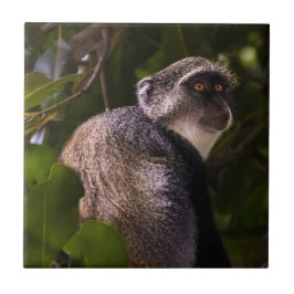 Azulejo Mono azul, Zanzíbar