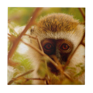 Azulejo Mono Cheeky.