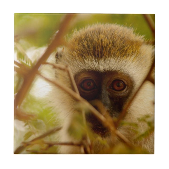 Azulejo Mono Cheeky. (Frente)