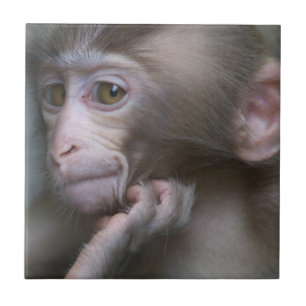 Azulejo Mono del bebé