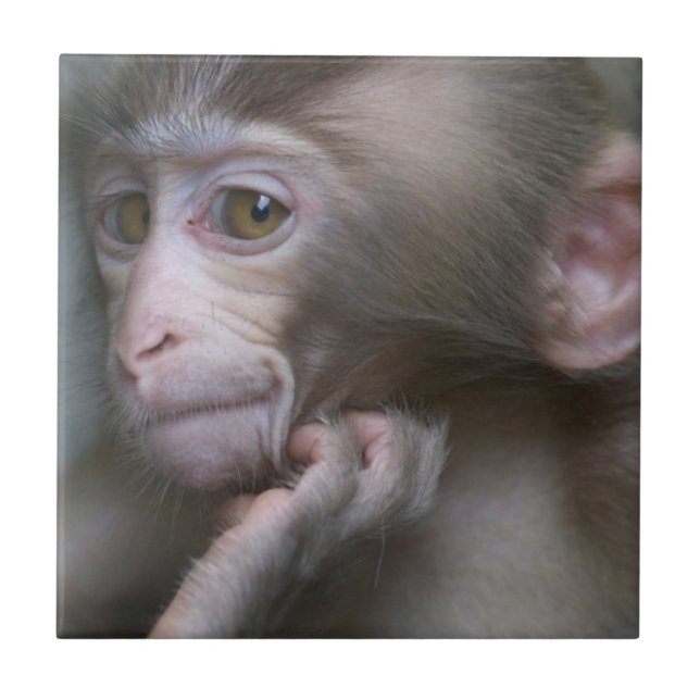 Azulejo Mono del bebé (Frente)