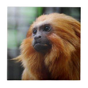 Azulejo Mono del Tamarin