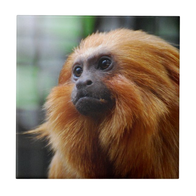 Azulejo Mono del Tamarin (Frente)