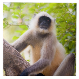 Azulejo Mono en la selva del Parque Nacional Ranthambore