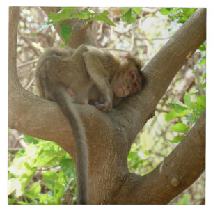 Azulejo Mono - Estoy demasiado cansado