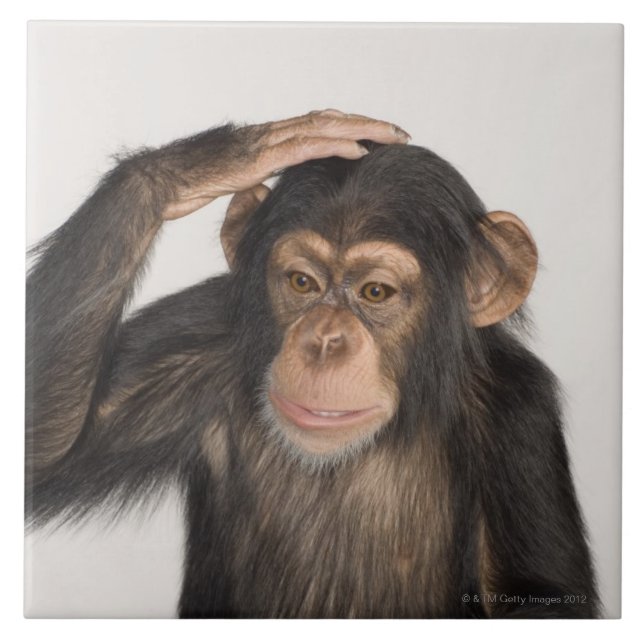 Azulejo Mono que rasguña su cabeza (Frente)