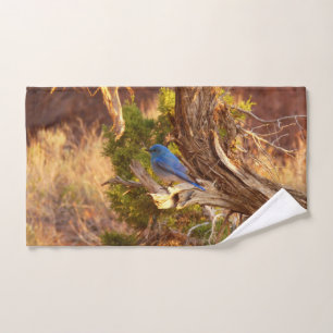 Azulejo Montañés en el Parque Nacional Arches