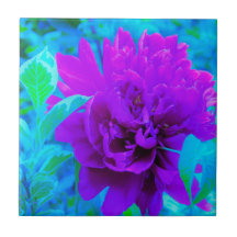 Moody Purple Peony con el hermoso follaje de Weige