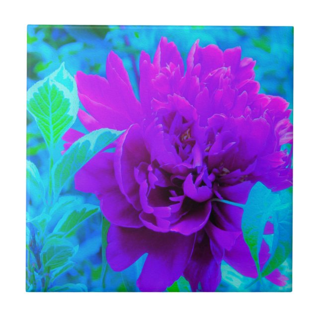 Azulejo Moody Purple Peony con el hermoso follaje de Weige (Frente)