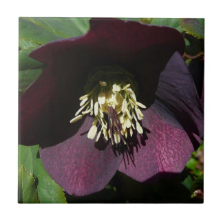 Azulejo Morado Rosa de Cuaresma, flor de Pascua