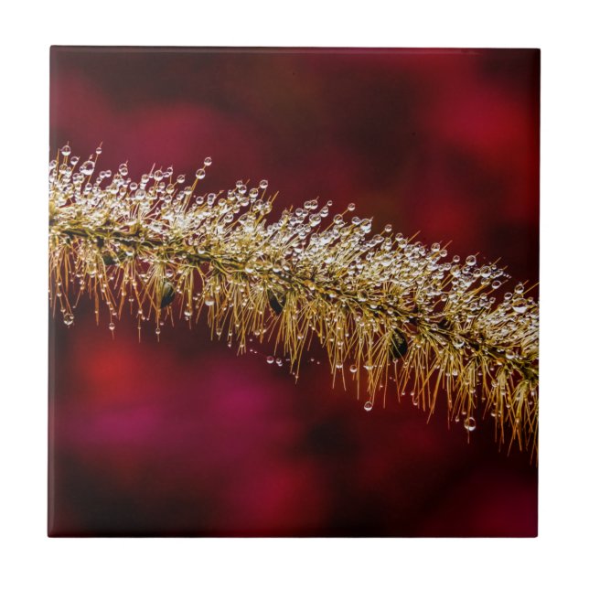 Azulejo Morning Dew (Frente)