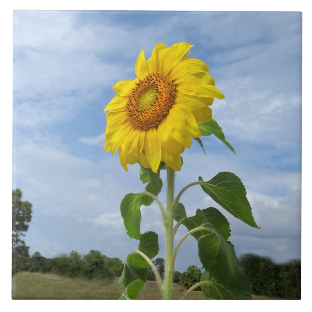 Azulejo Mosaico amarillo de girasol Nubes de Spiegeland (Frente)