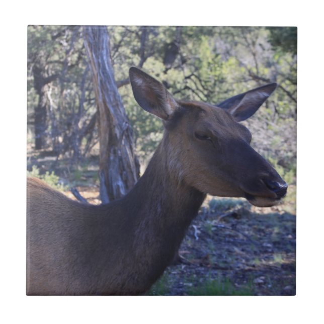 Azulejo Mosaico Cerámico (Frente)