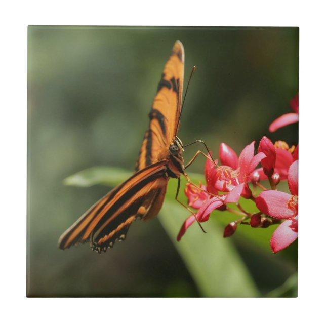 Azulejo Mosaico cerámico de flor de mariposa (Frente)