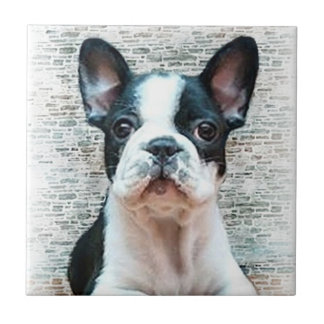Azulejo Mosaico de Bulldog francés