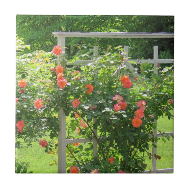 Azulejo Mosaico de corales del oeste (Frente)