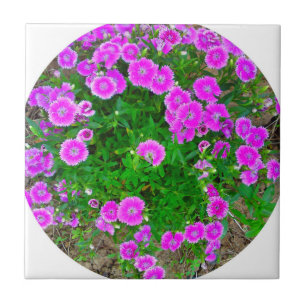 Azulejo Mosaico De Flor Rosa Dianthus