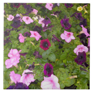 Azulejo Mosaico de flores rosa y púrpura Petunia