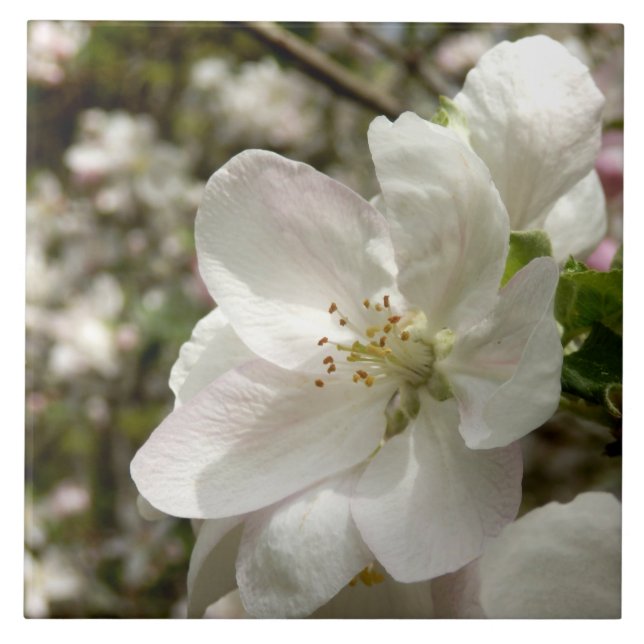 Azulejo Mosaico de fotos de cerámica Apple Blossom (Frente)