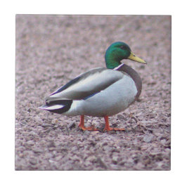 Azulejo mosaico de fotos del pato de Mallard