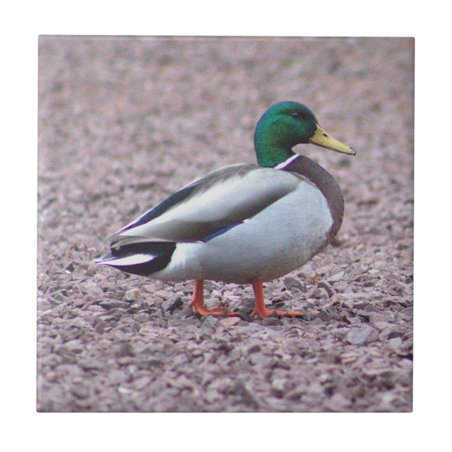 Azulejo mosaico de fotos del pato de Mallard (Frente)