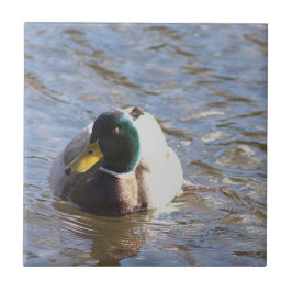 Azulejo mosaico de fotos del pato de Mallard