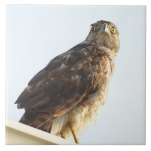 Azulejo Mosaico de hombro rojo