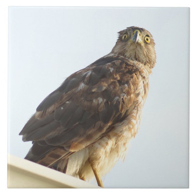 Azulejo Mosaico de hombro rojo (Frente)