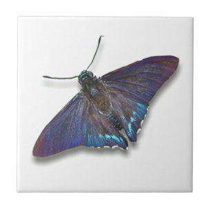 Azulejo Mosaico de mariposa - Esquiador de manglares