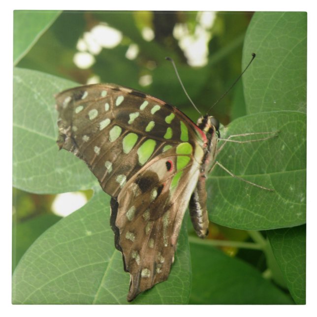 Azulejo Mosaico de mariposa verde irlandés tropical (Frente)