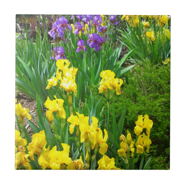 Azulejo Mosaico de parche de flores de iris amarillo y mor (Frente)