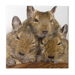 Azulejo Mosaico de trío de Degu