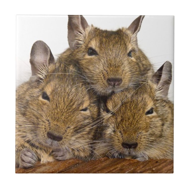 Azulejo Mosaico de trío de Degu (Frente)